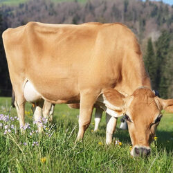 Eine Jersey Kuh Auf Einer Wiese Am Fressen